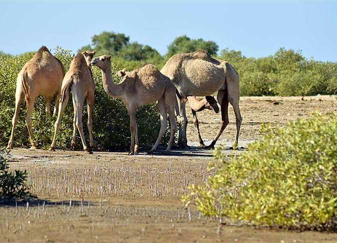 Photo of محمية وادي الجمال وأهم الأنشطة السياحية