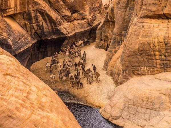 محمية وادي الجمال