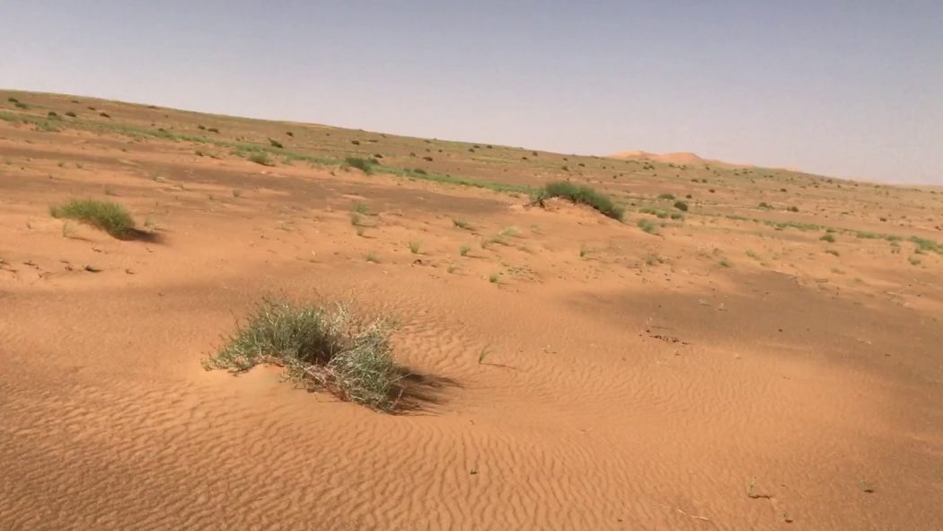 Photo of أهم الأنشطة الترفيهية في محمية عروق بني معارض