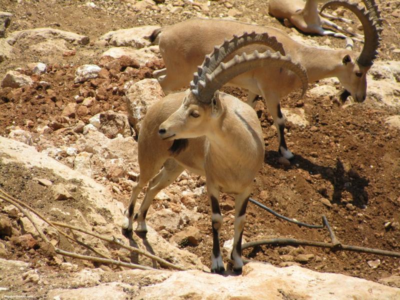 Photo of أهم الأنشطة السياحية في محمية الوعول