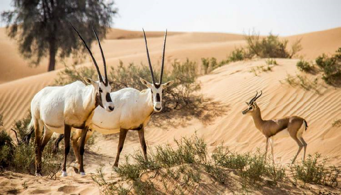 Photo of أفضل أنشطة ترفيهية في محمية دبي الصحراوية الإمارات